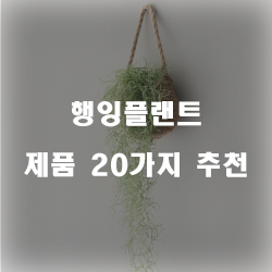 괜찮은 행잉플랜트 제품군추천 리스트 즐거운 쇼핑하세요~ 