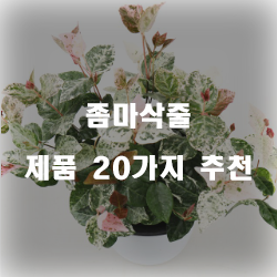  [쇼핑정보] 좀마삭줄 상품들20개의 상품을 한눈에 보는 실패없는 쇼핑하세요~ 