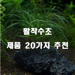  [쇼핑정보] 활착수초 물품 모음20종류 순위 입니다 실패없는 쇼핑 하세요 