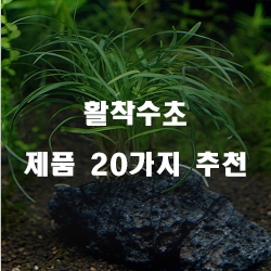 [쇼핑정보] 활착수초 물품 모음20종류 순위 입니다 실패없는 쇼핑 하세요 