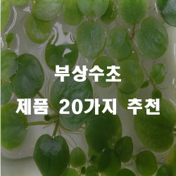  리뷰가 좋은 부상수초 제품들20종류 추천 리스트 즐거운 쇼핑하세요~ 