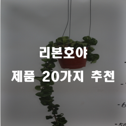 [베스트] 리본호야 제품군강추 리스트 정보 입니다. 