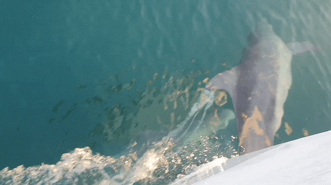 제주요트투어 돌고래와 함께하는 김녕요트투어 생생후기