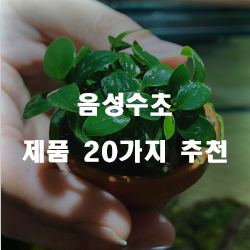  저렴한 음성수초 찾으셨나요?20가지 추천순위 입니다. 알뜰한 쇼핑하세요~ 