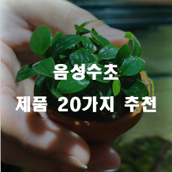 저렴한 음성수초 찾으셨나요?20가지 추천순위 입니다. 알뜰한 쇼핑하세요~ 