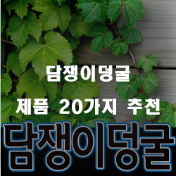  합리적인 선택의 담쟁이덩굴 상품추천 순위 리스트 보고가세요~ 