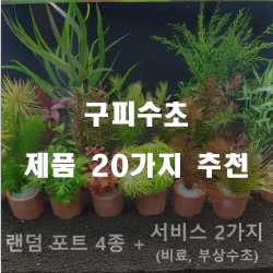  후회없는 선택의 구피수초 제품군20가지 입니다 실패없는 쇼핑 하세요 