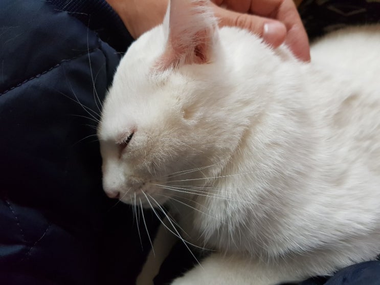  고양이 동물병원을 선택할 때 체크사항!