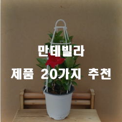  쿠팡에서 판매하는 만데빌라 상품 모음20종류 리스트 입니다~ 확인해보세요 