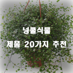  잘팔리는 넝쿨식물 제품 모음20가지 추천 확인 해보세요~ 