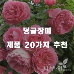  누구나 만족할만한 덩굴장미 물품강추 정보입니다. 
