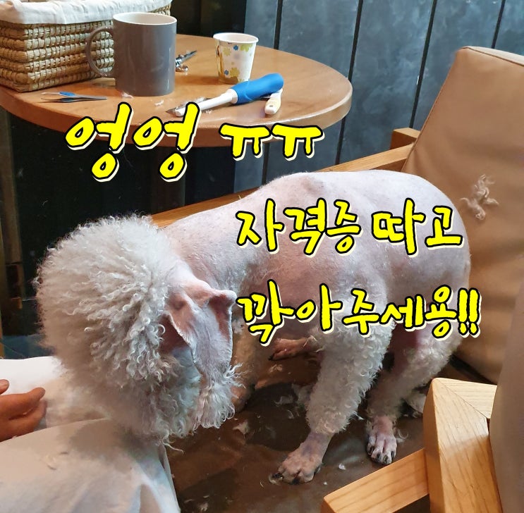  반려견스타일리스트 시험일정, 과목 및 시험비용
