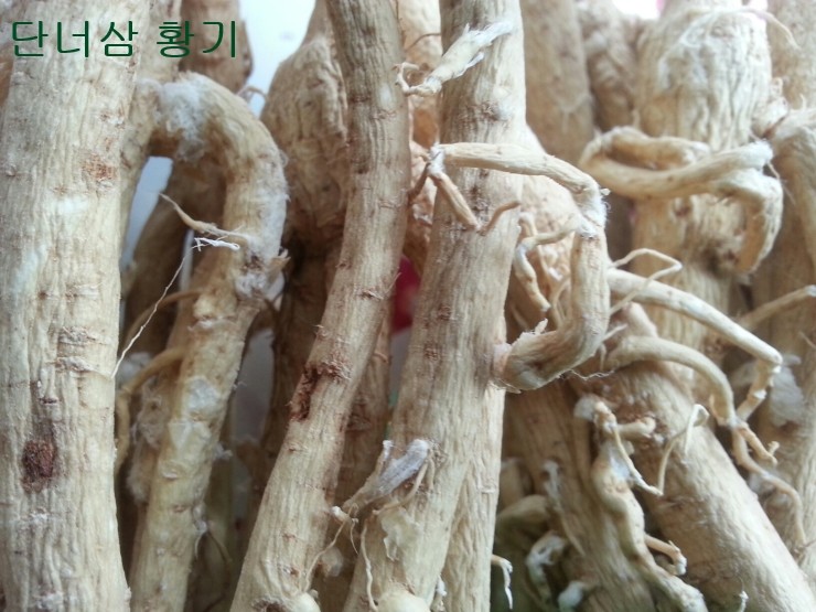 황기(단너삼)의 특징과 효능(면역력 2