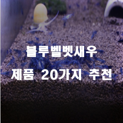 잘팔리는 블루벨벳새우 물품들추천 보고가세요~ 