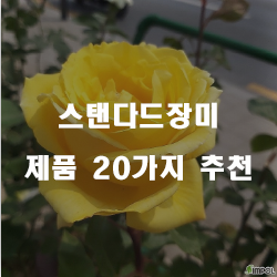  쿠팡에서 판매하는 스탠다드장미 제품군20가지 리스트 확인해보세요~ 