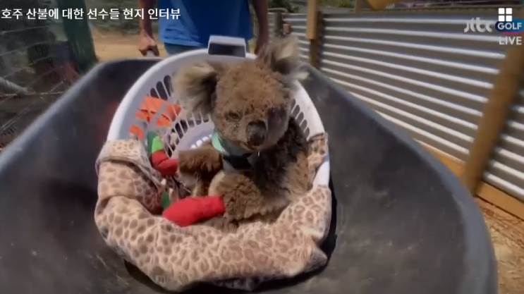 호주 산불과 위기의 동물들 Australian Wildfires & Endangered Animals