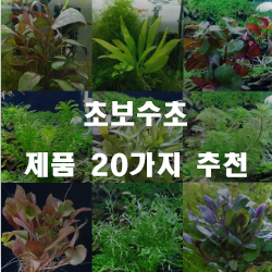  올해 잘팔리는 초보수초 상품들20가지 추천순위 리스트 입니다 즐거운 쇼핑하세요~ 