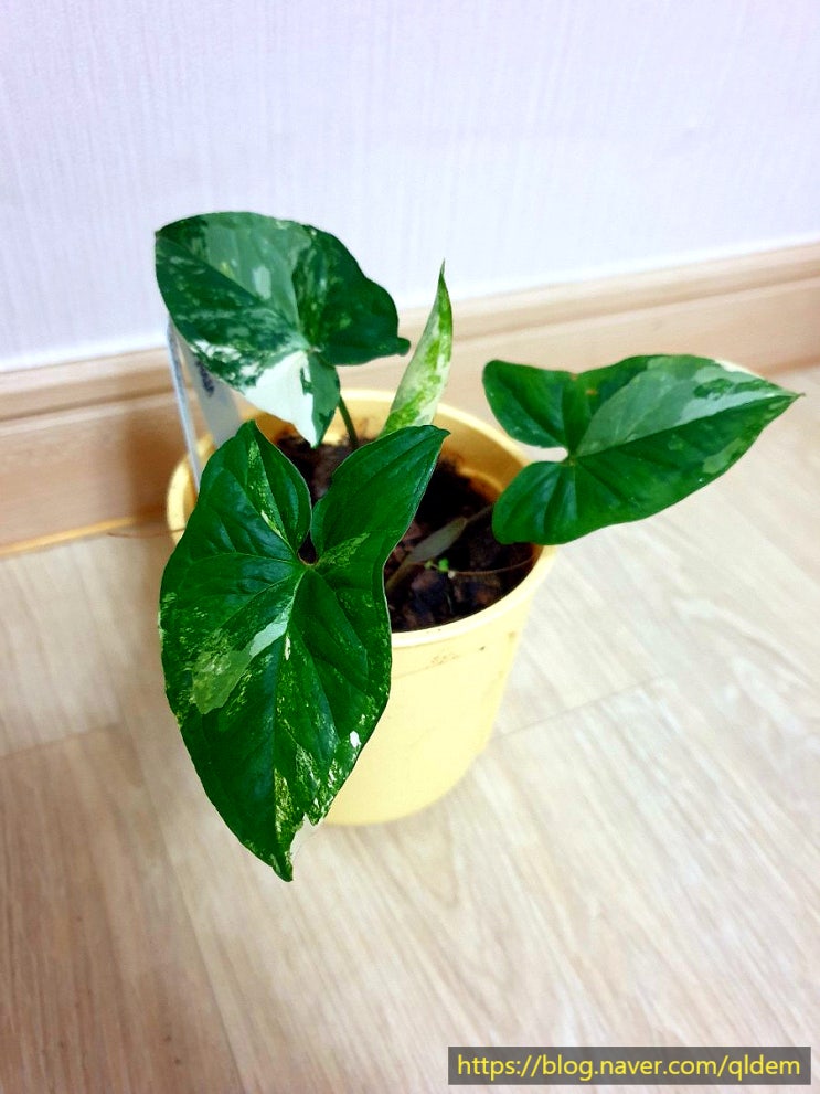  무늬 싱고니움(Syngonium. var)