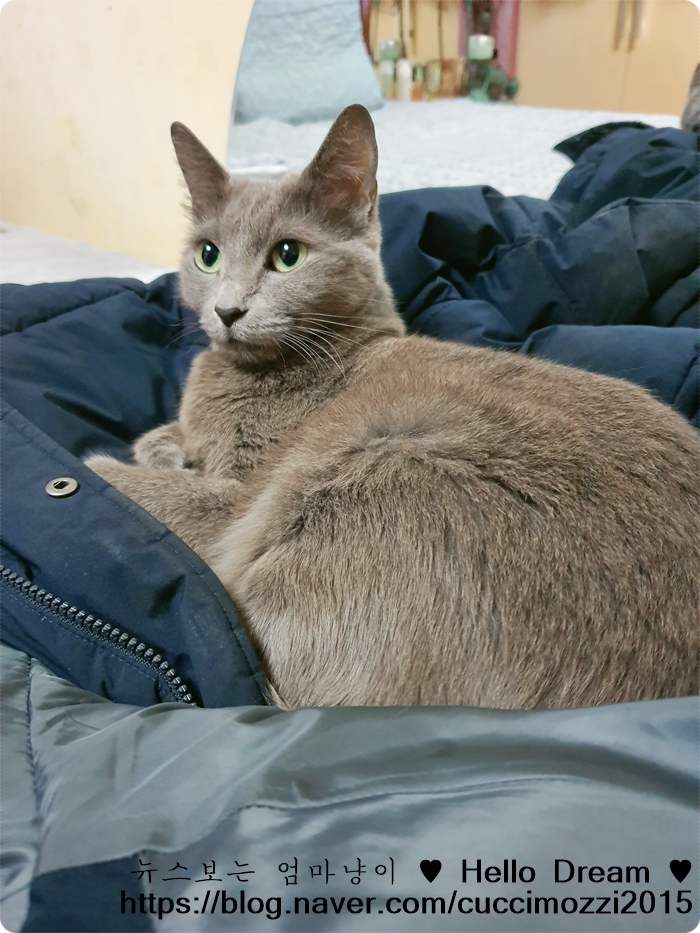  일자 냥이와 동그란 냥이
