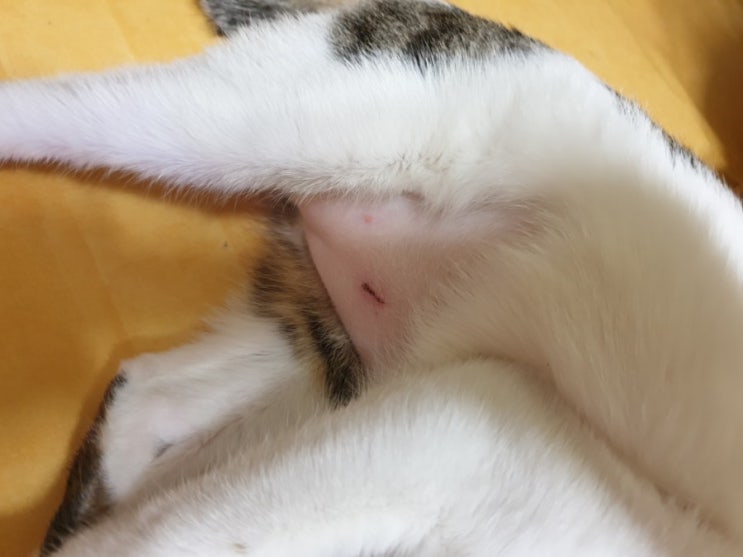  울집 냥이 '밤'의 중성화 수술, 어머니의 백내장 수술