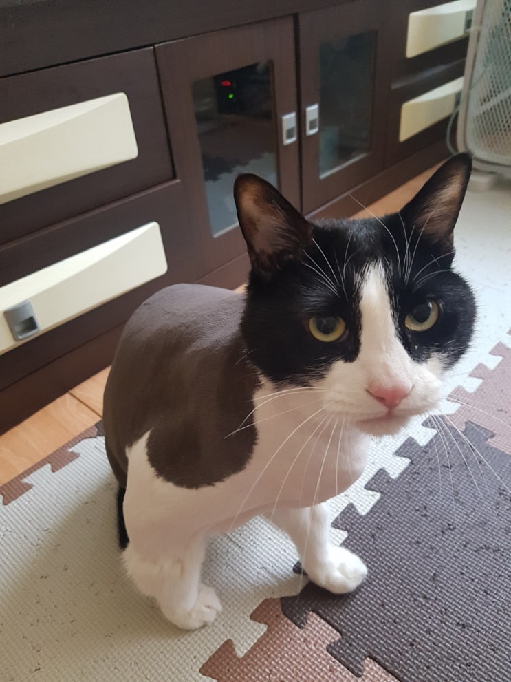 고양이 털밀기 바비온 네오리튬 이발기 SBC-650 고양이 털밀기 바비온 네오리튬 이발기 SBC-650