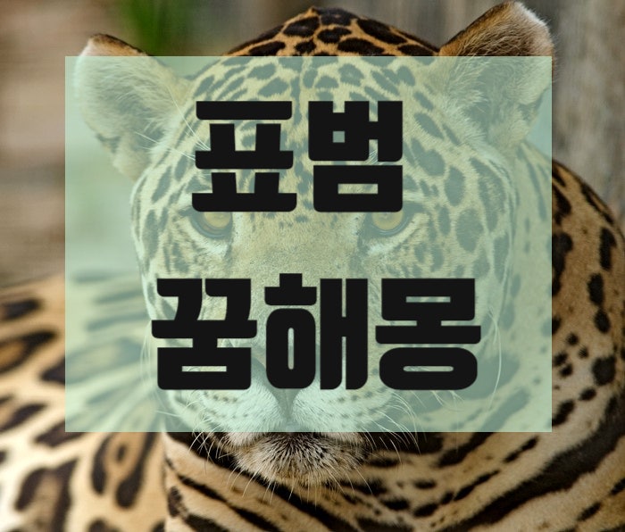 표범 꿈해몽 알아봐요
