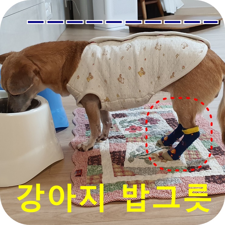 강아지밥그릇 리뷰