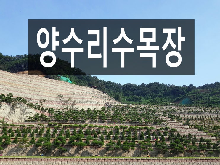  양수리수목장 풍경좋은곳에 모시는건 어떨까요?
