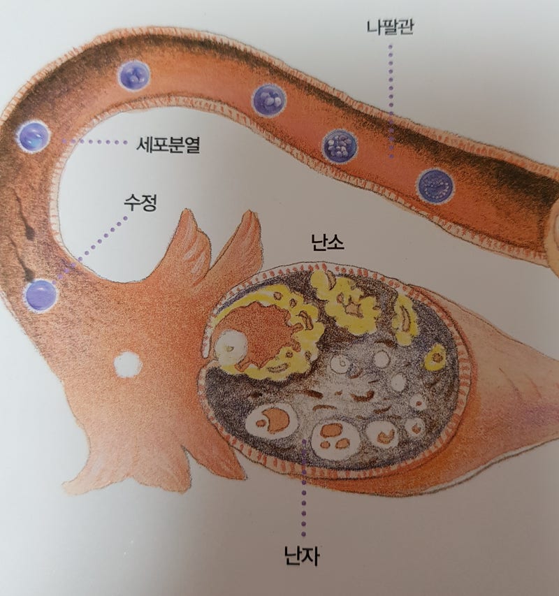 관계후 착상기간 시기 얼마나 걸릴까 : 네이버 블로그