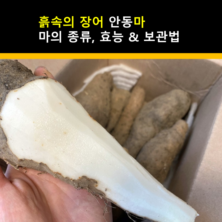  흙속의 장어 안동산마 건강주스 만드는 법, 마 종류, 특징, 보관법 및 효능