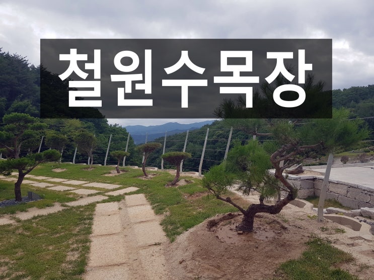  철원수목장 가격과 위치에 대해 알려 드립니다.