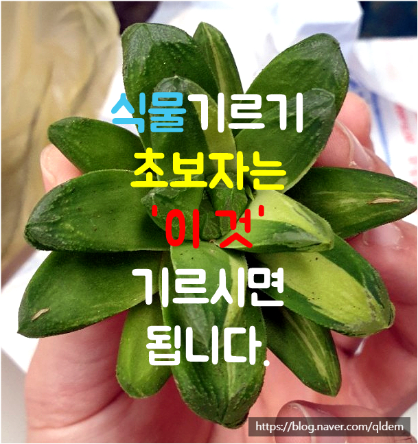 기르기 쉬운 반려 식물을 추천합니다. - 하월시아