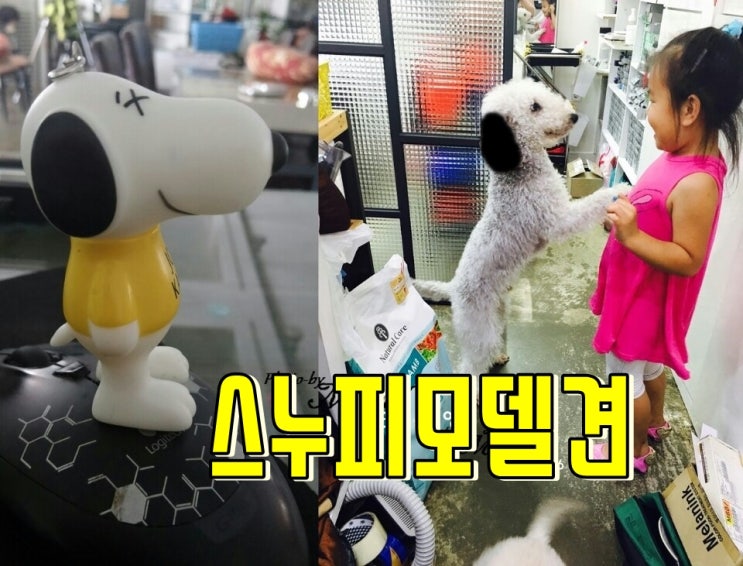  베들링턴테리어 미용 셀프방법