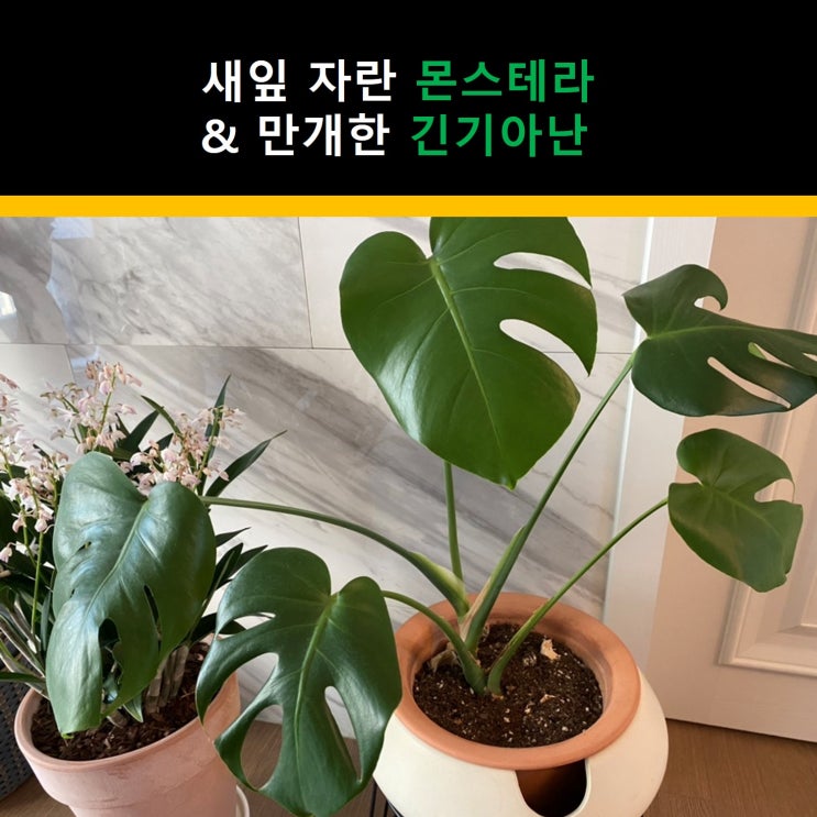  새 잎 난 몬스테라, 만개한 긴기아난(킹기아눔) & 오후의 여유