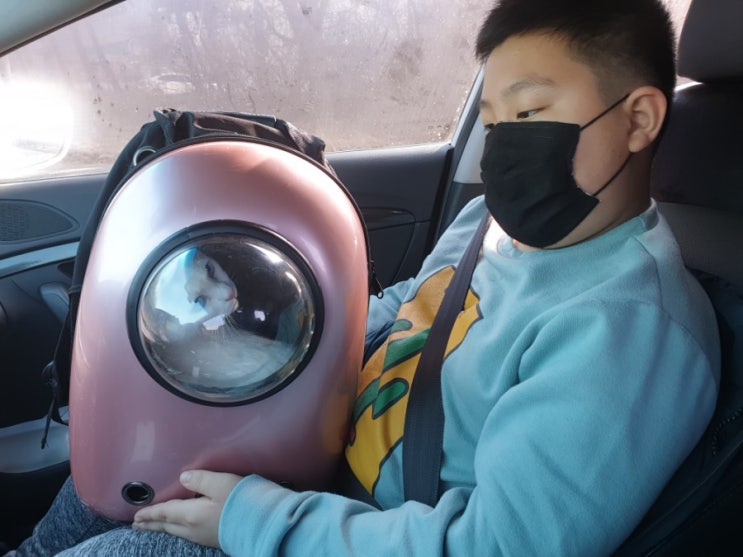  정왕동 24시 센트럴동물의료센터 고양이 동물병원에 항체검사하고 왔어요
