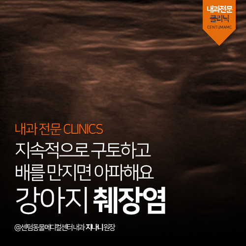  [내과] 강아지 췌장염 - 지속적으로 구토하고 배를 만지면 아파해요 (부산 수영구 광안동 남천동 망미동 내과 전문 동물병원, 복부 통증)