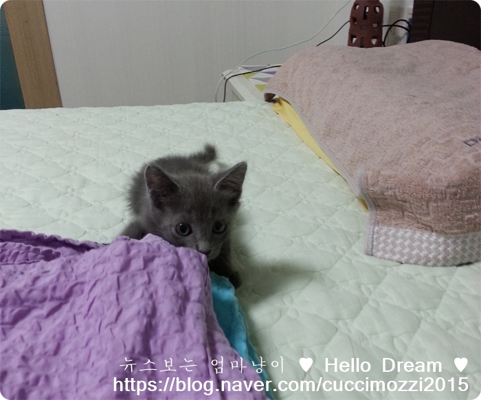  울 냥이 추억사진 1탄 러시안블루 쿠치