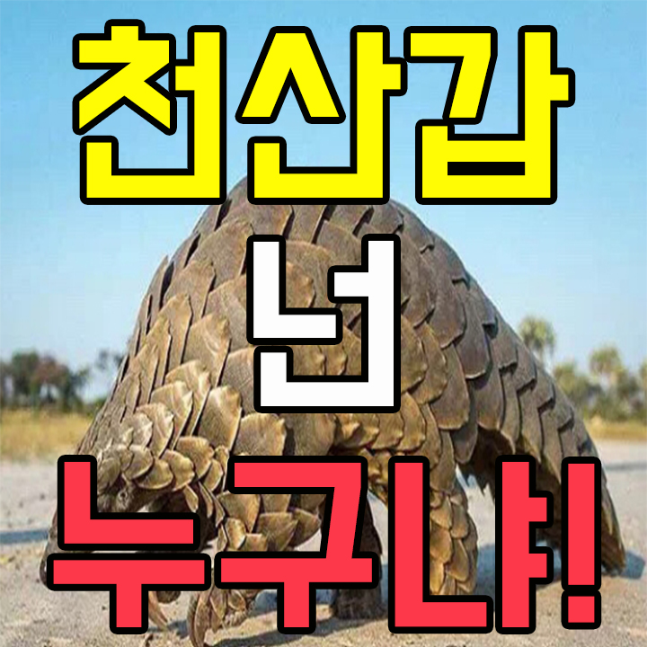 신종 코로나바이러스 중간숙주로 불리우는 천산갑은 도대체 무엇인가!