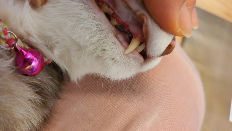 고양이 양치 입냄새 치석 제거 구강관리 해주기 고양이 양치 입냄새 치석 제거 구강관리 해주기