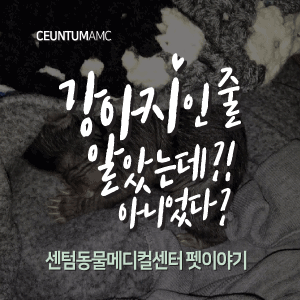  [동물뉴스]강아지인 줄 알았는데 아니었다? (부산분과전문동물병원, 365일연중무휴)