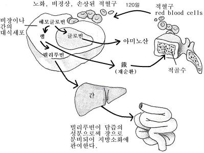 대전헬스 적혈구 생산과 순환