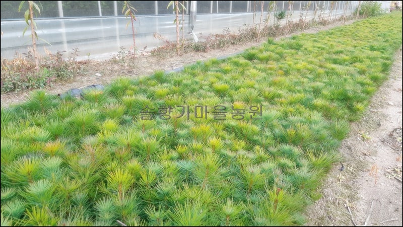 2020년 소나무(적송), 해송(곰솔), 반송, 황금송 등을 분양 : 네이버 블로그