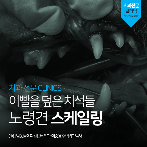  [치과] 이빨을 덮은 치석들! 노령견 스케일링 (부산 수영구 광안동 수영동 강아지 치과 동물병원)