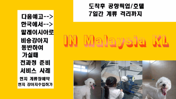  반려동물해외운송 필리핀현지에서한국으로 강아지운송 검역