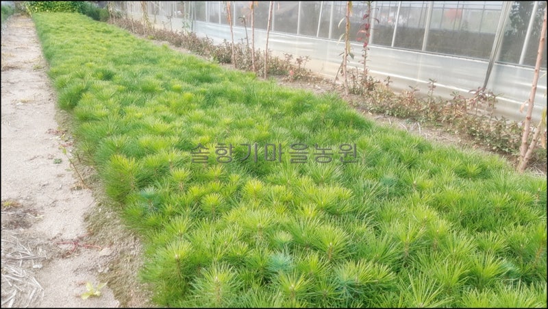 2020년 소나무(적송), 해송(곰솔), 반송, 황금송 등을 분양 : 네이버 블로그
