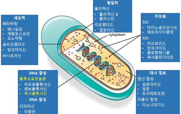  목시플록사신 (아벨록스) 전립선염 치료