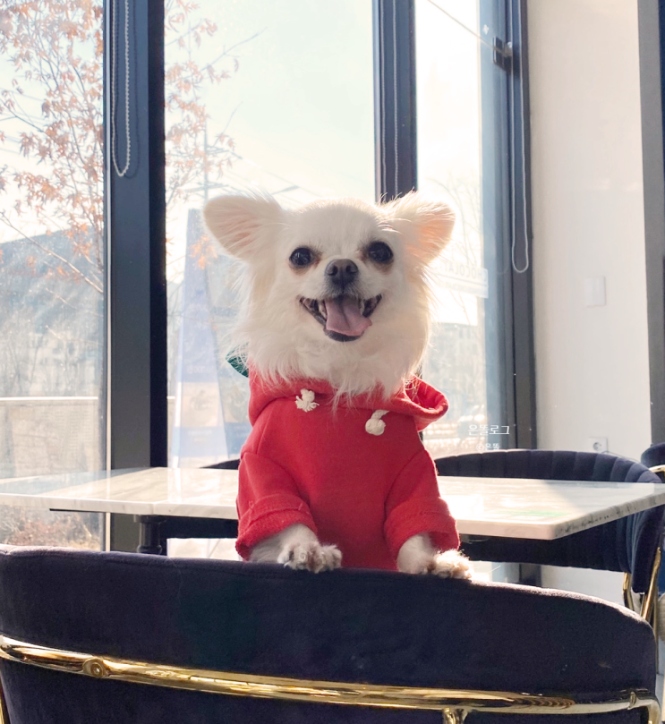  9. 강아지옷 쇼핑몰 마이퍼피룩 강아지 모델 촬영은 재미있지만 어려워요