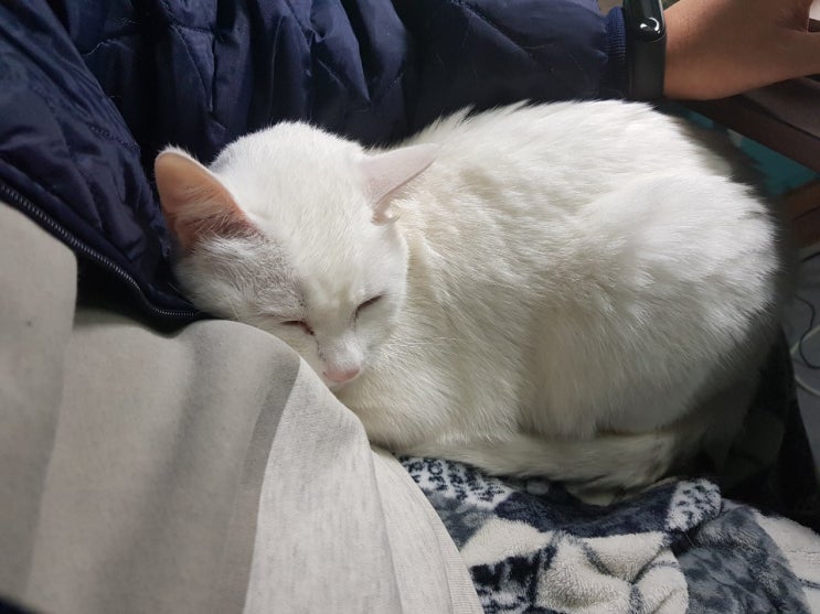  우리집은 고양이 입양에 적합한 환경일까?