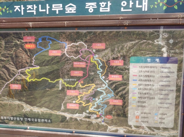  강원도 인제 겨울왕국의 실사판  속삭이는 자작나무숲