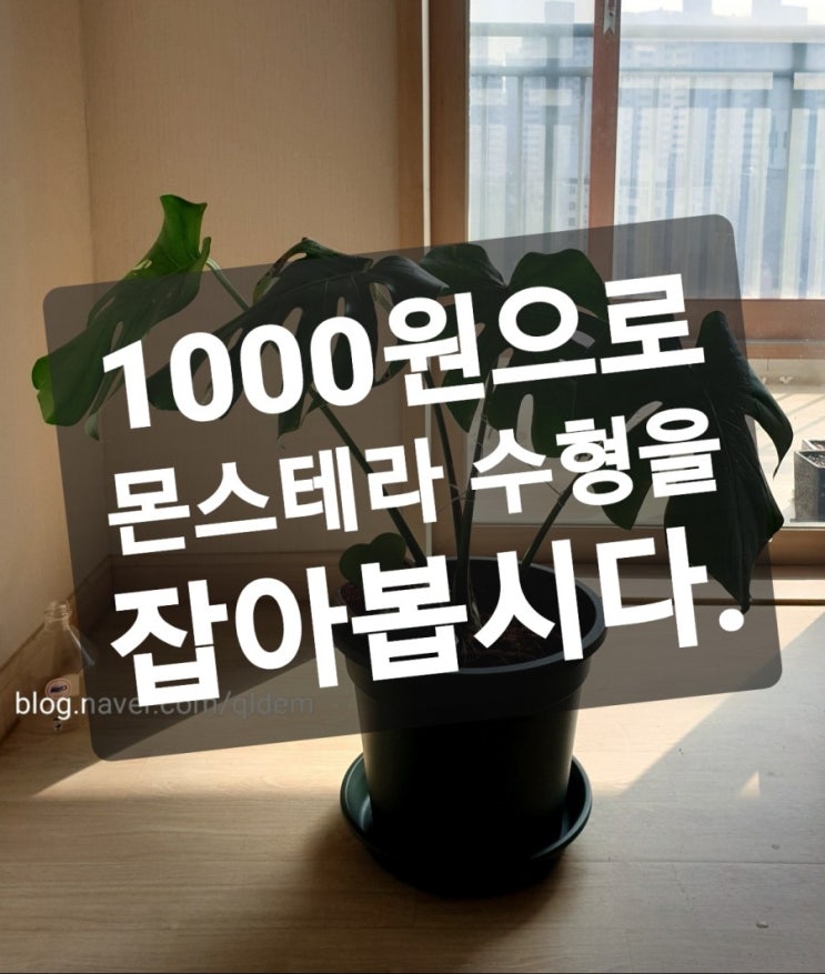  몬스테라 수형 잡는 초간단 방법